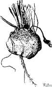 beet Coloring Pages To Print